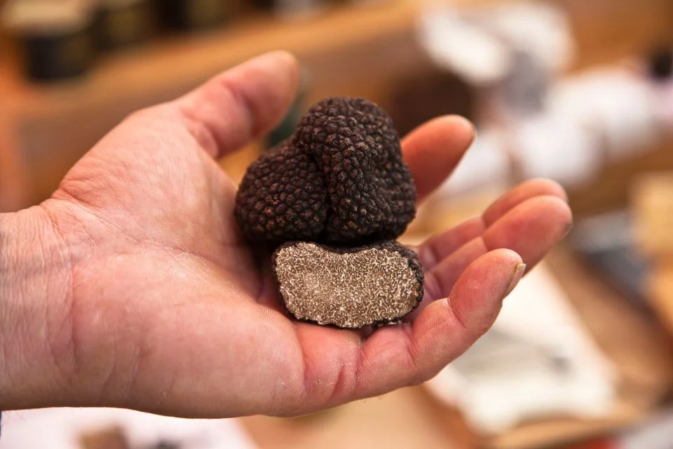 Truffles grow naturally in Umbria, Tuscany, and Piedmont
