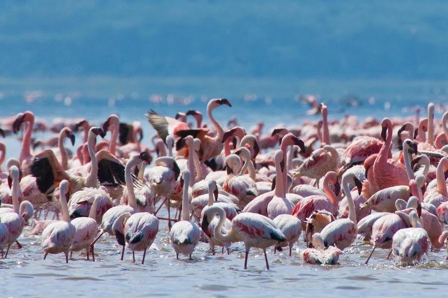 Lake Nakuru is also known as a place where birds migrate and thousands of flamingoes fly