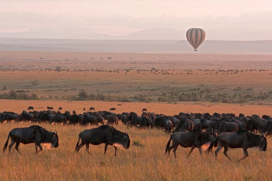 When we took a hot air balloon over the Masai mara we actually landed in Tanzania