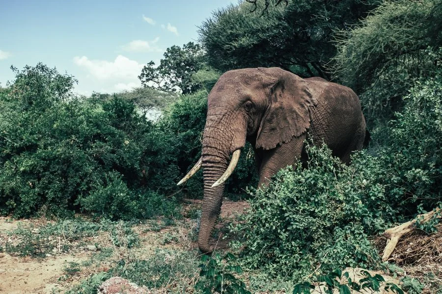 Serengeti National Park in Tanzania and the Masai Mara in Kenya