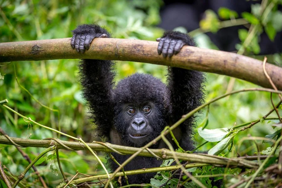 Mountain gorillas, which are very rare and almost extinct, only live in the Virunga Mountains