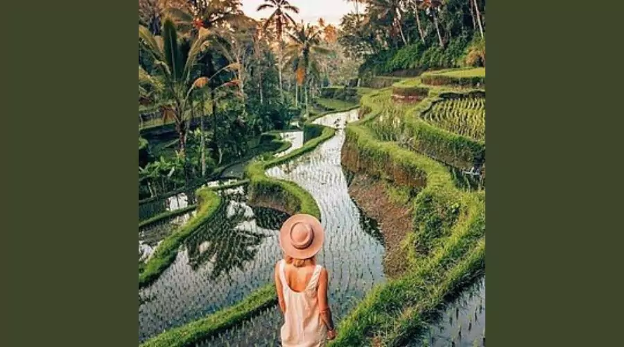 Tegalalang Rice Terraces  