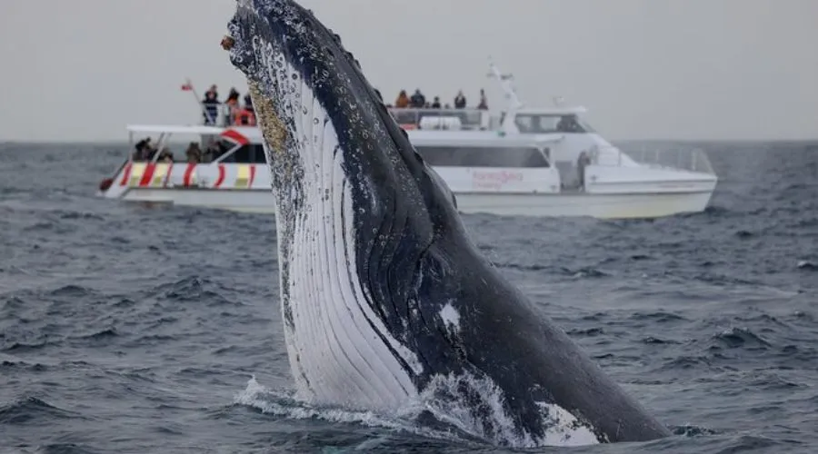 Two-Hour Whale-Watching Cruise