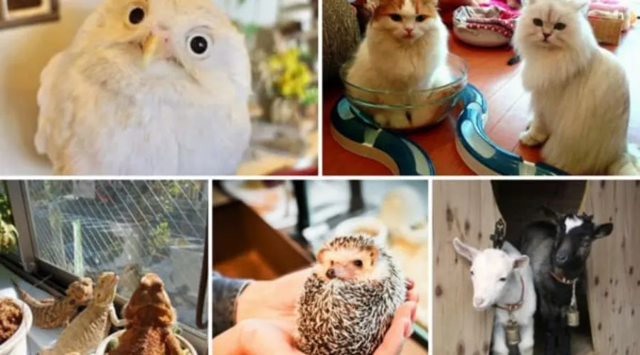 Animal Cafes in Japan– Goat, Cat, Hedgehog, Reptile, Owl
